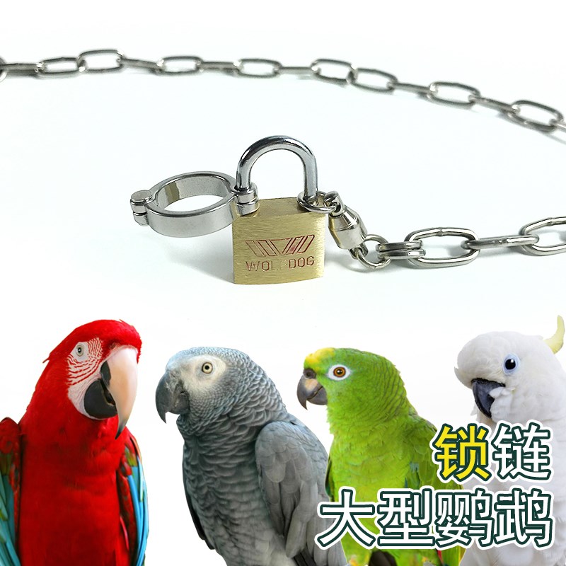 包邮大型鹦鹉鸟类不锈钢锁头款脚链脚环坚固耐防咬锁头灰鹦鹉