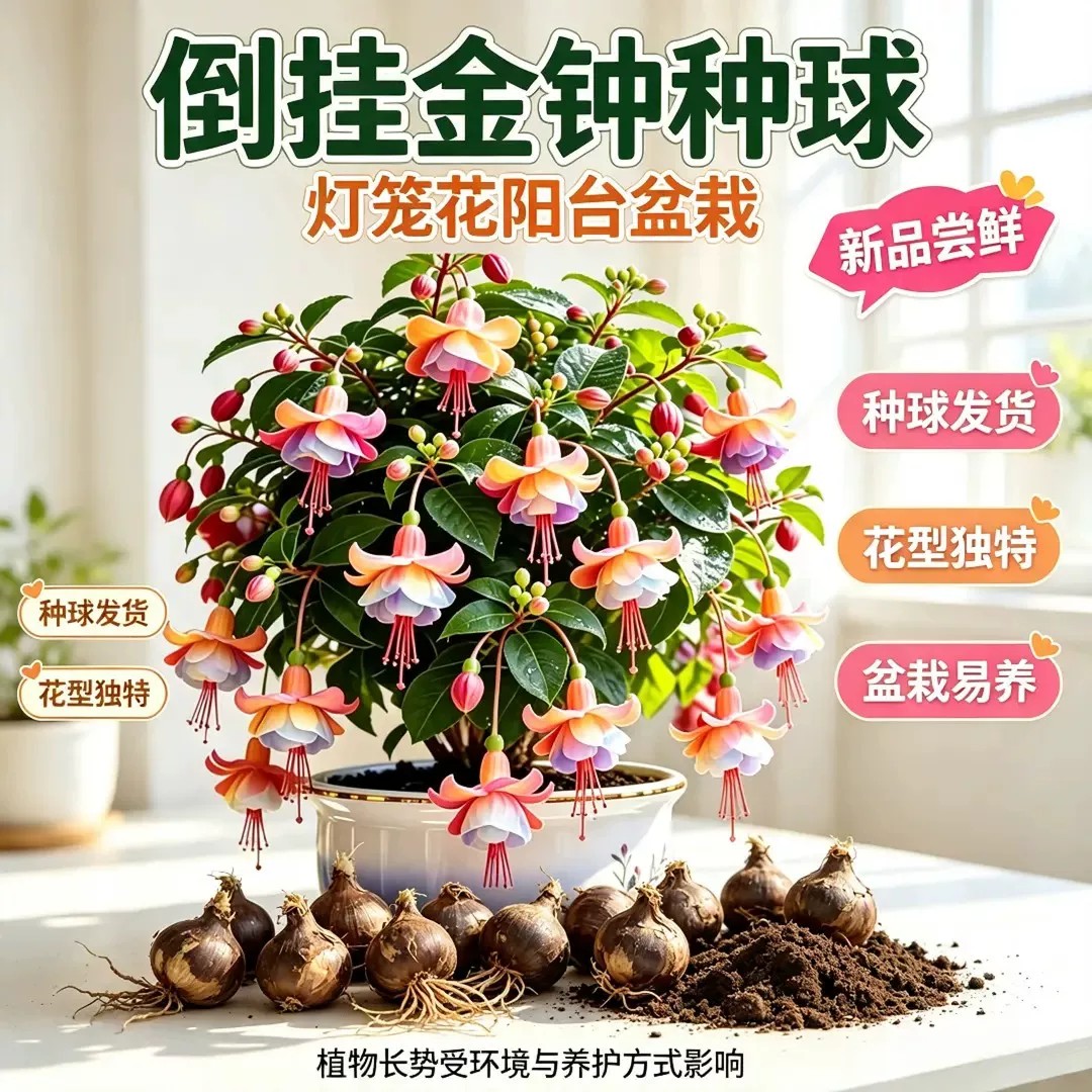 【下单立减50】八月新种-混色倒挂金钟种球盆栽花卉南北可种植ZF