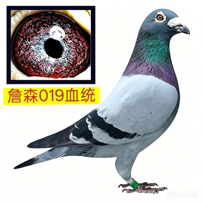 纯詹森019血统赛鸽种鸽一对带环血统纯正