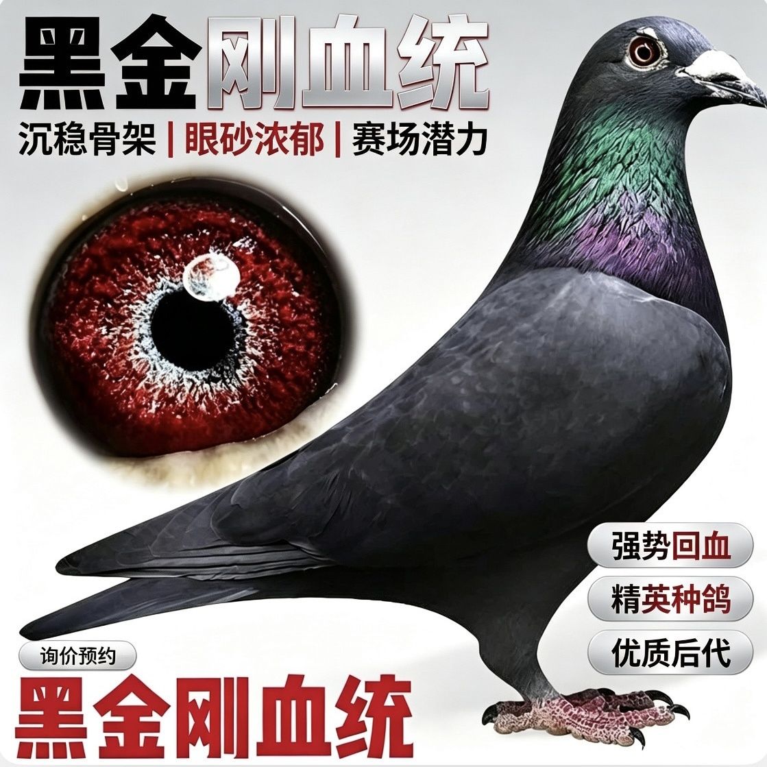 纯黑金刚赛鸽信鸽种鸽一对带环包邮