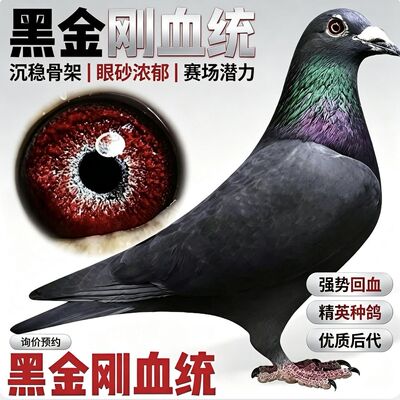 纯黑金刚赛鸽信鸽种鸽一对带环包邮