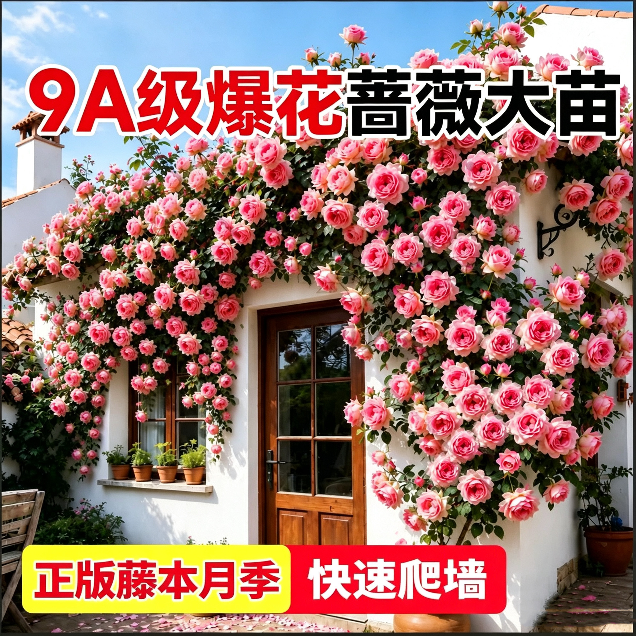 蔷薇花苗藤本月季花爬藤植物玫瑰图片