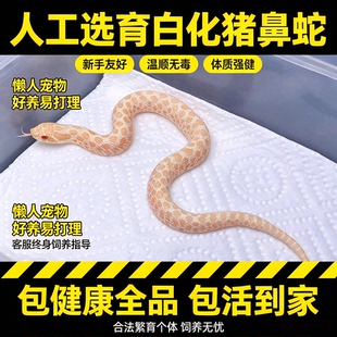 宠物蛇活物猪鼻蛇苗白化超级康达雪白温顺宠物活宠中小型爬宠幼崽