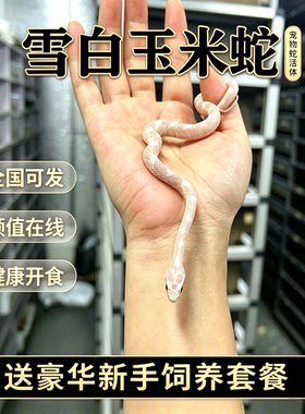 活体玉米蛇玩具蛇黑王蛇白娘娘宠物蛇猪鼻蛇温顺无毒不咬人爬宠