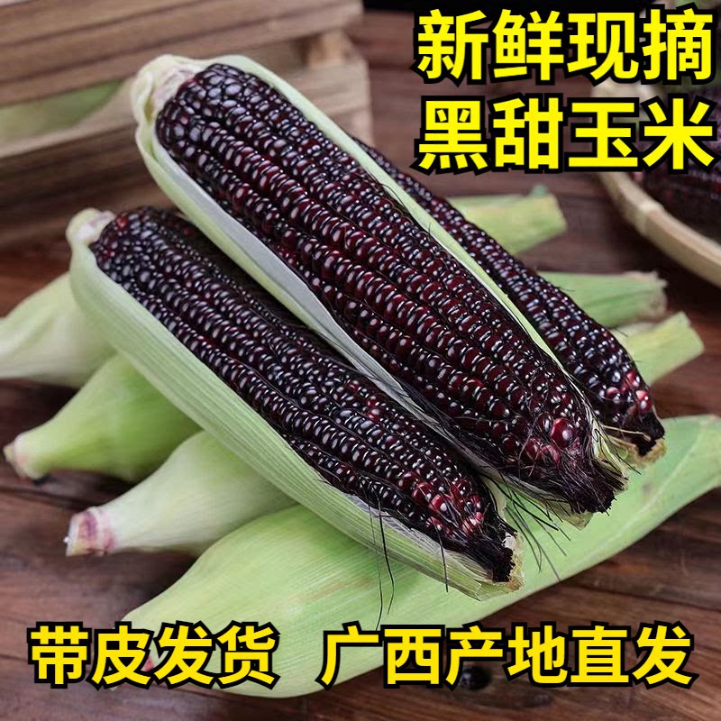 广西黑甜糯玉米当季新鲜现摘花青素带皮苞谷棒子非转基因整箱包邮