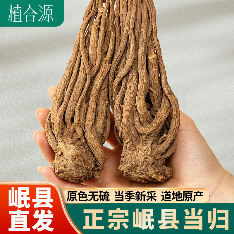 植合源当归整根甘肃岷县原产无硫