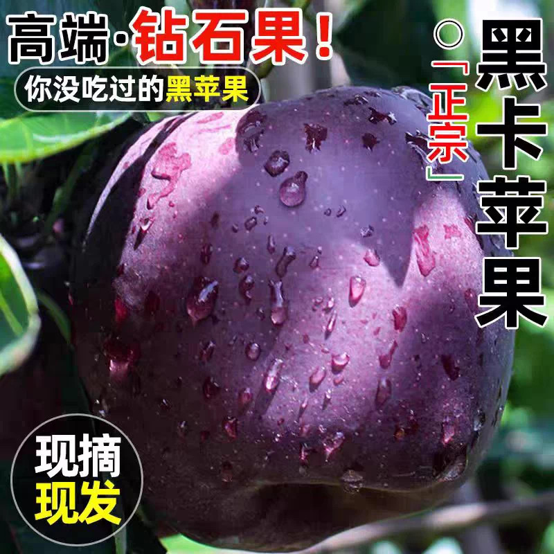 云南绍通黑卡苹果9斤黑砖苹果新鲜苹果当季罕见的水果冰糖心苹果l图片