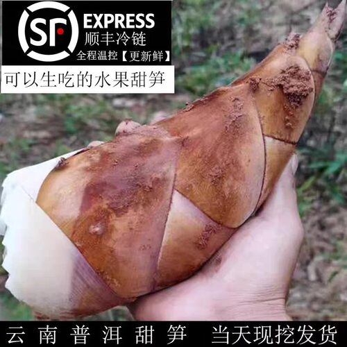 云南甜笋新鲜竹笋现挖思茅甜龙笋普洱生吃甜笋曼歇坝甜笋火锅食材