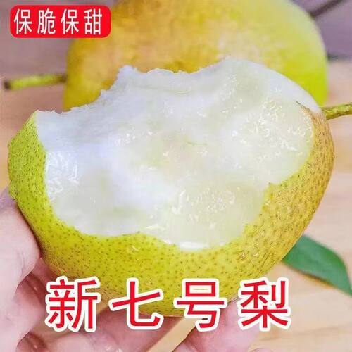 七月应季水果新鲜采摘新梨7号