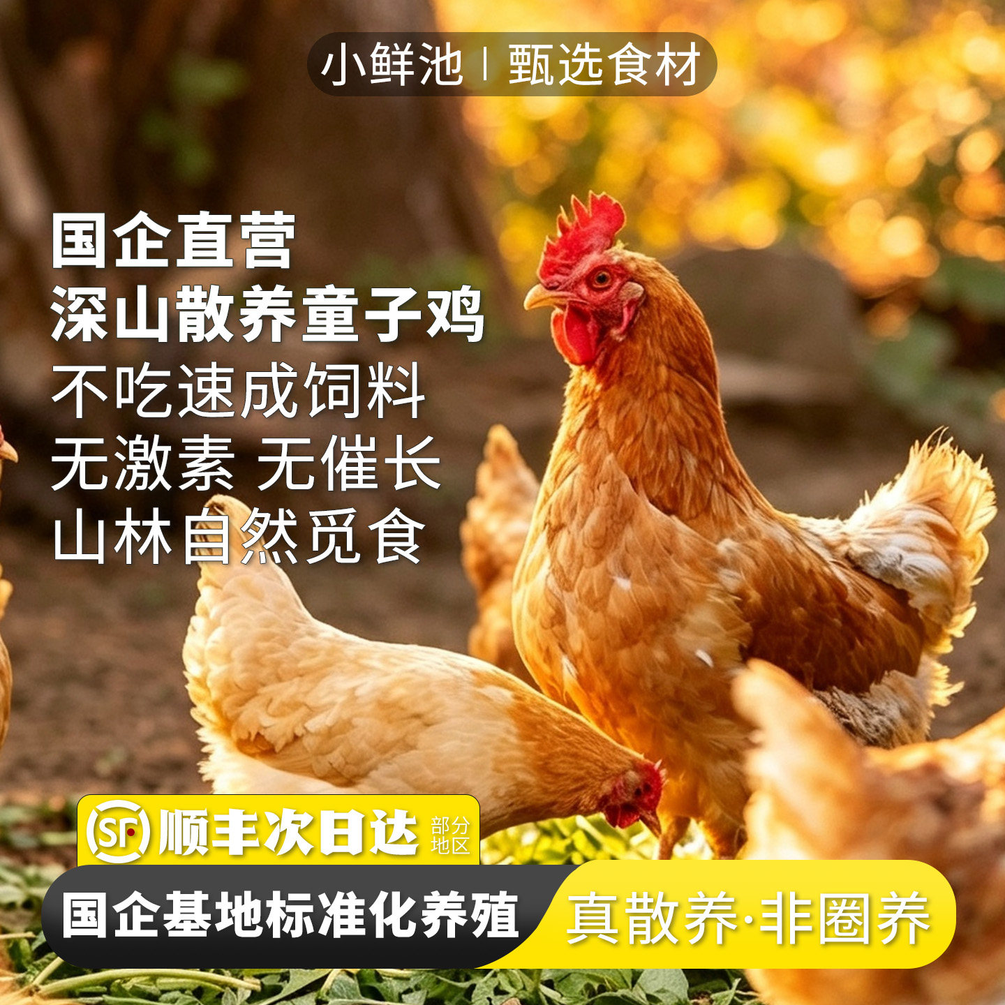 【3只童子鸡】土鸡农家散养公鸡走地鸡整鸡清蒸食材白切鸡真空装