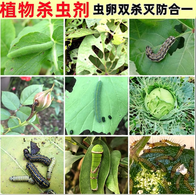 铁树杀虫剂花卉植物土壤灭盆栽小飞虫药蚧壳虫蚜虫打虫家用治虫药