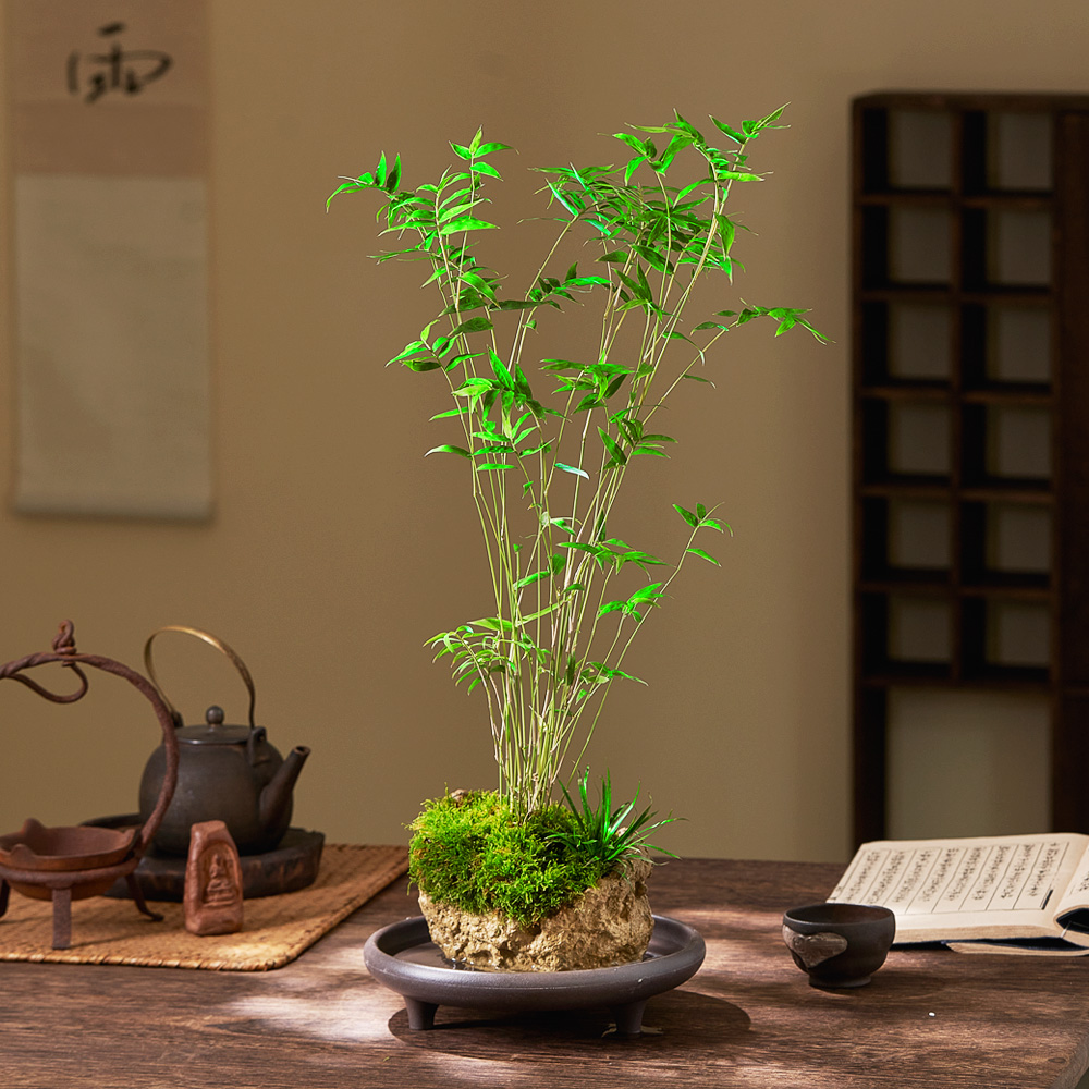 吸水石绿植小叶米竹盆景竹子植物桌面办公室茶室假山造景造型摆件