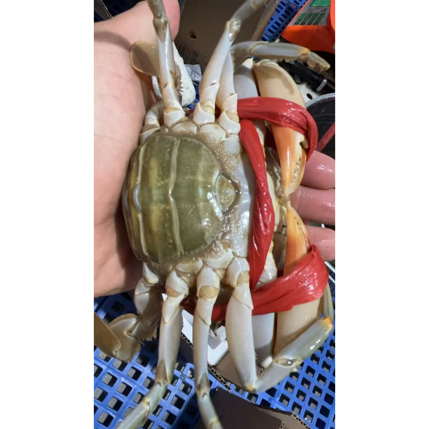 【黑燕母蟹】福建精选鲜活青蟹海鲜肉蟹大母蟹死蟹包赔 顺丰包邮