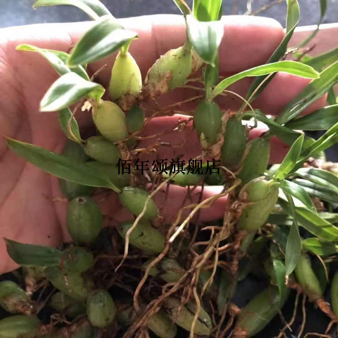 现采石橄榄新鲜双叶中小果