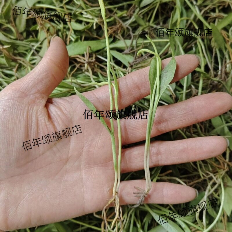 新鲜野生一支箭枝瓶儿小草