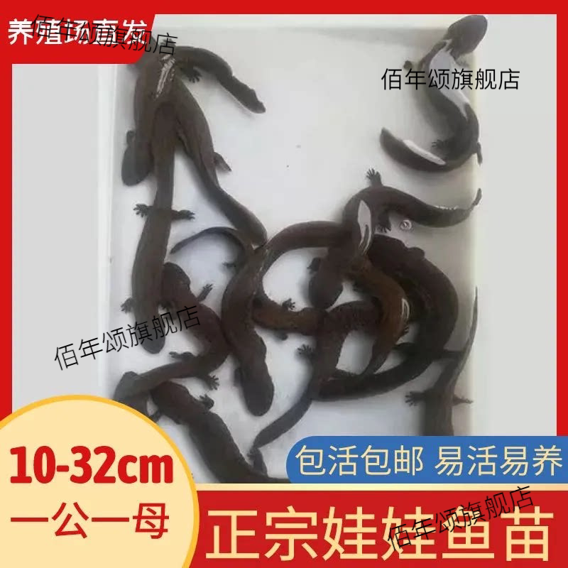 鲜活大鲵娃娃鱼苗观赏宠物风水