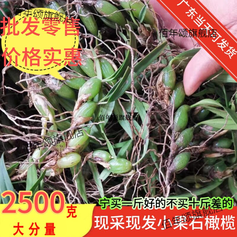 现采野石橄榄新鲜双叶单中