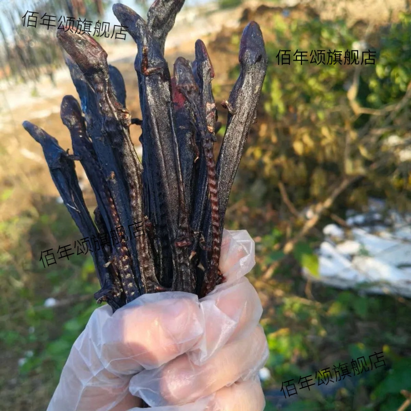 特许养殖大鲵娃鱼干货新疆