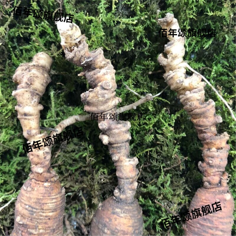 20-30年林下参高残鲜人微