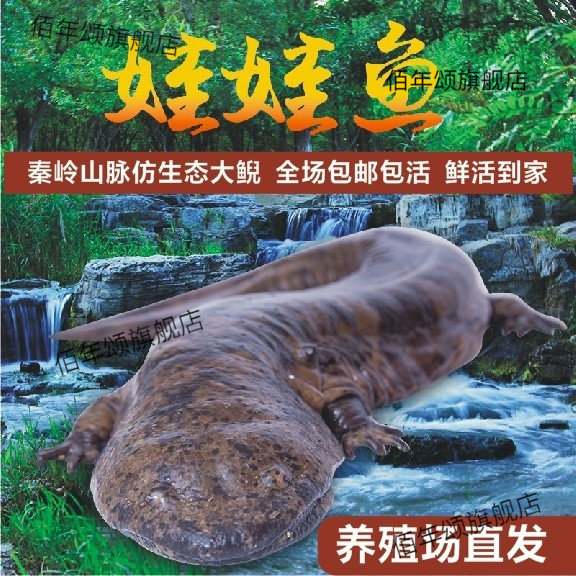 汉中山泉水娃娃鱼活体直供包邮