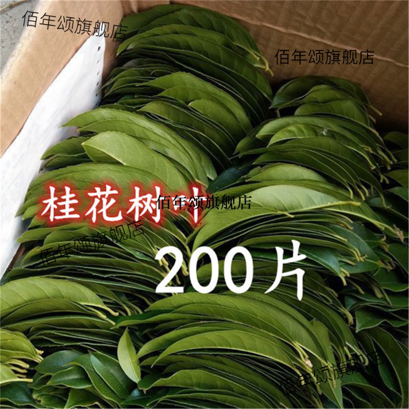 桂花树叶新鲜金丹广玉兰