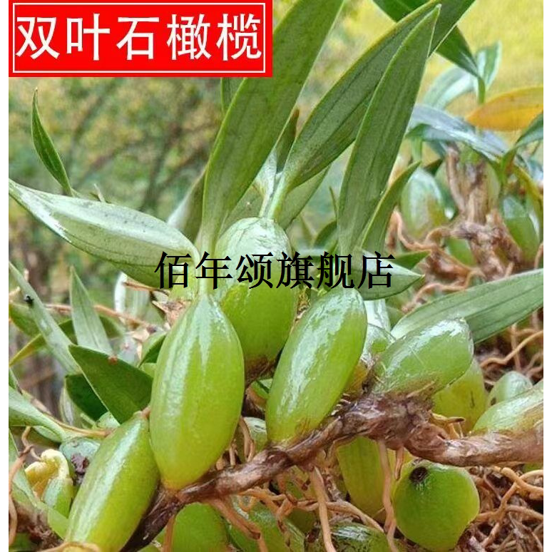 广东石橄榄新鲜现摘发双叶