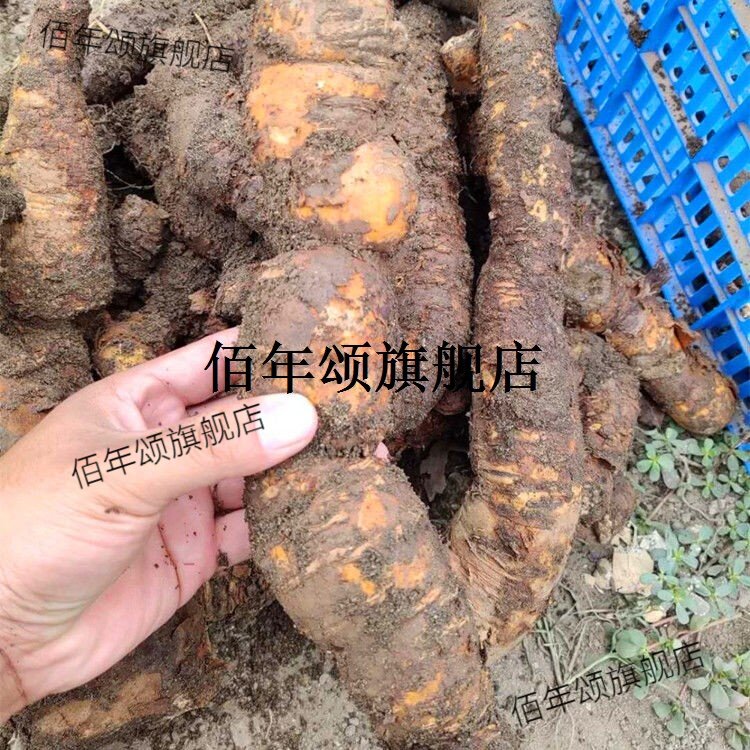 贵州省野生新鲜白首乌中草