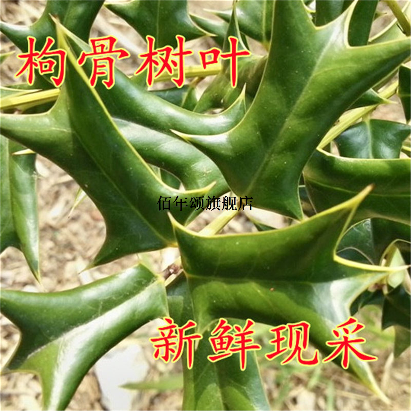 枸骨叶树天然子老鼠刺功劳