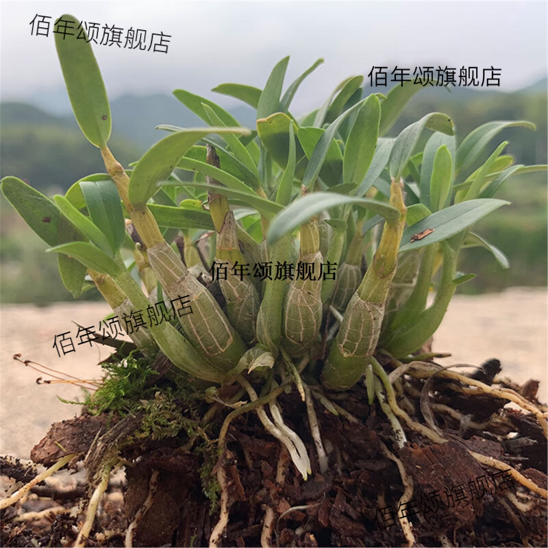 石斛苗米斛盆景矮壮品种超铁皮石斛盆栽鲜条枫斗