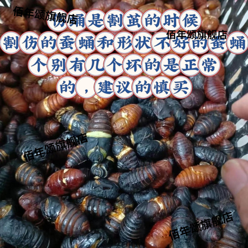 东北野生柞蚕伤蛹焯水冷冻