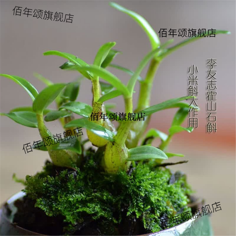 正宗霍山米斛三年苗超铁皮石斛