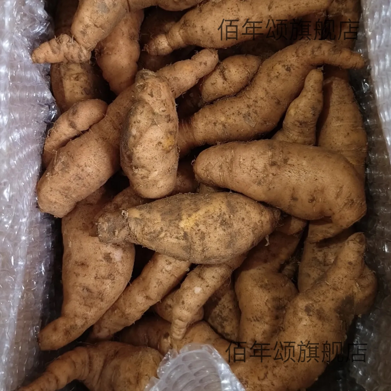 鲜生地黄新现挖发河南焦作
