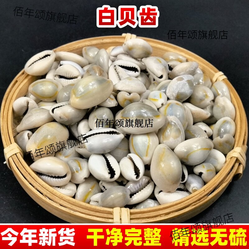 贝齿材紫白子龙冷背药可