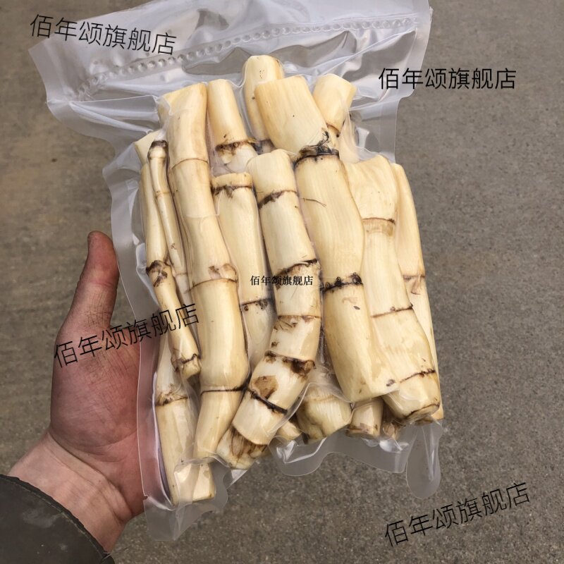 野生新鲜芦苇根茅头柴子