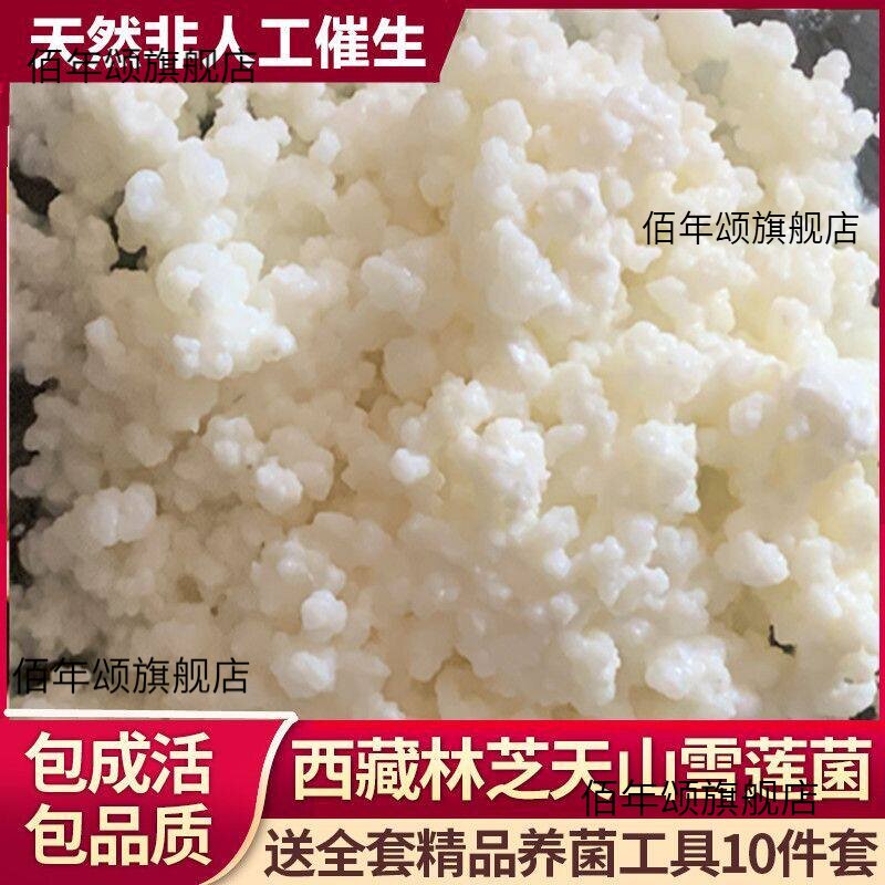 西藏雪莲菌种灵菇天山开菲