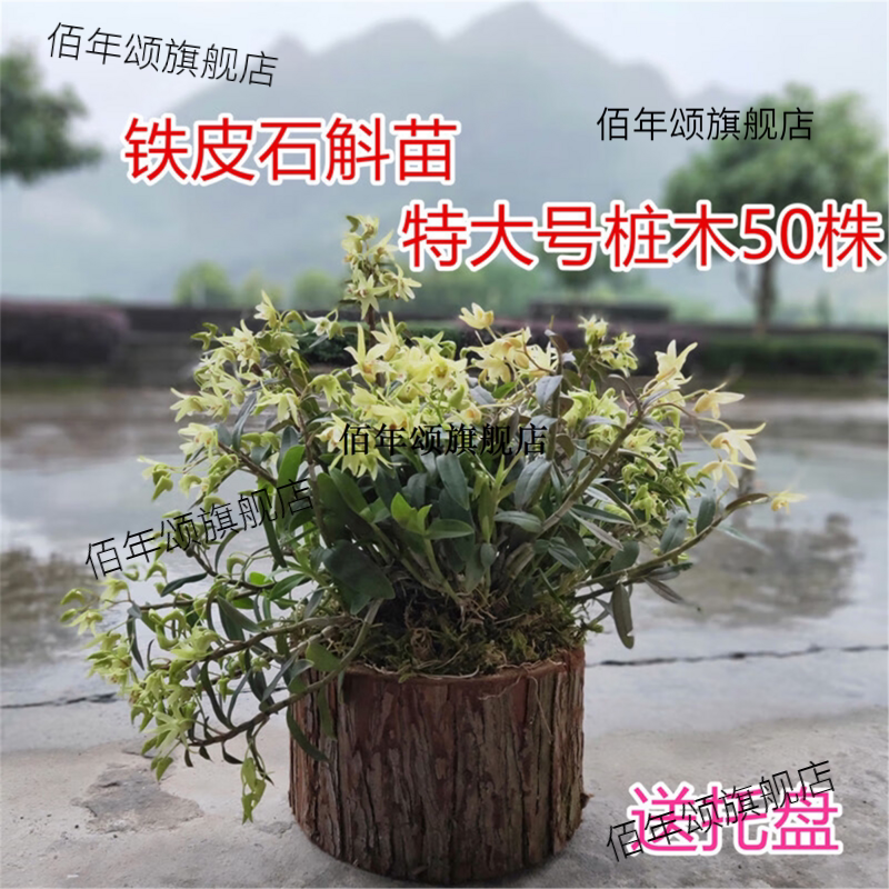 铁皮石斛苗带木桩【种好发
