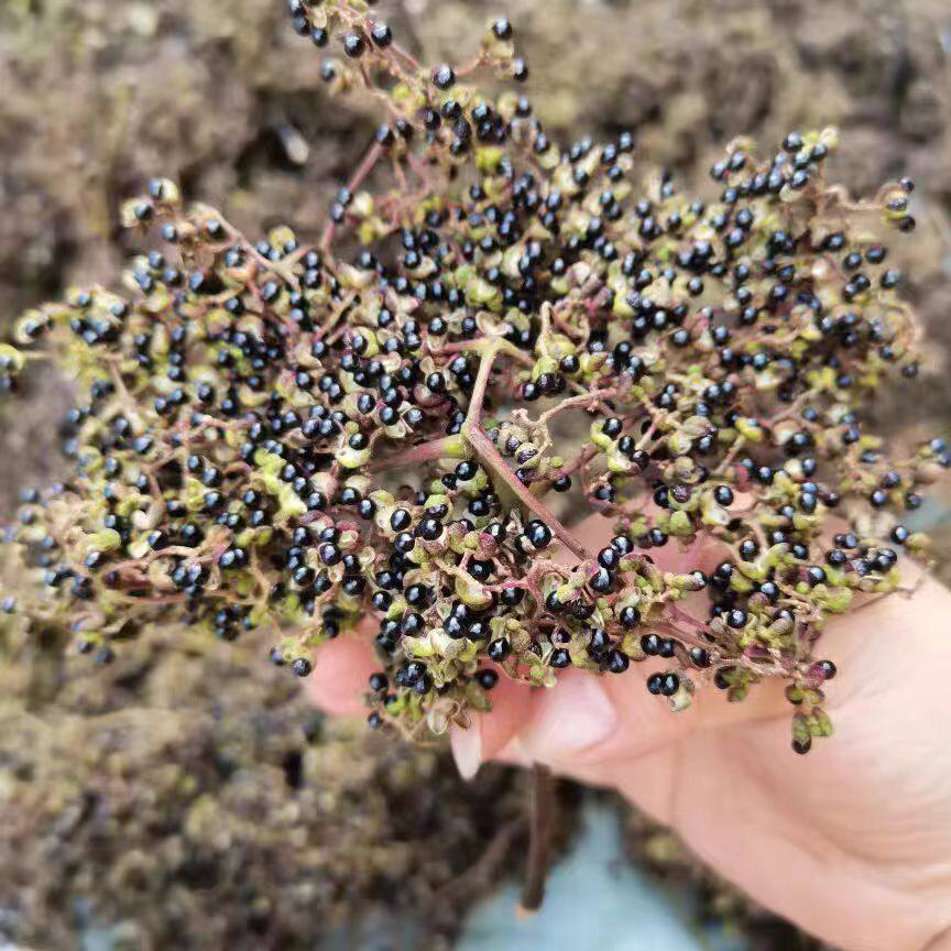 旌德野生高树花椒煮茶蛋香料