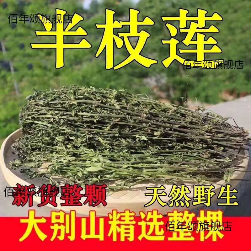 野生半枝莲韩信草并头赶山