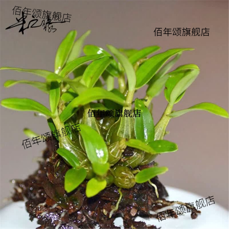 霍山石斛苗米鲜条铁皮矮胖