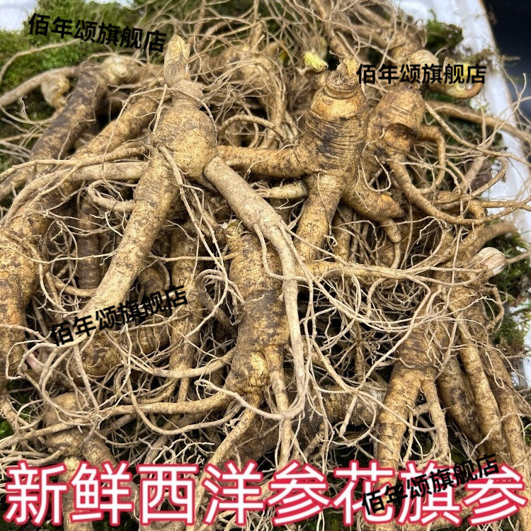 2026现挖长白山花旗参产地直发