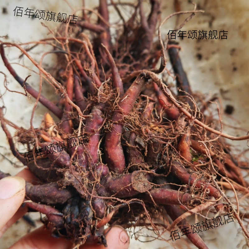 贵州野生小红活麻根新鲜发货