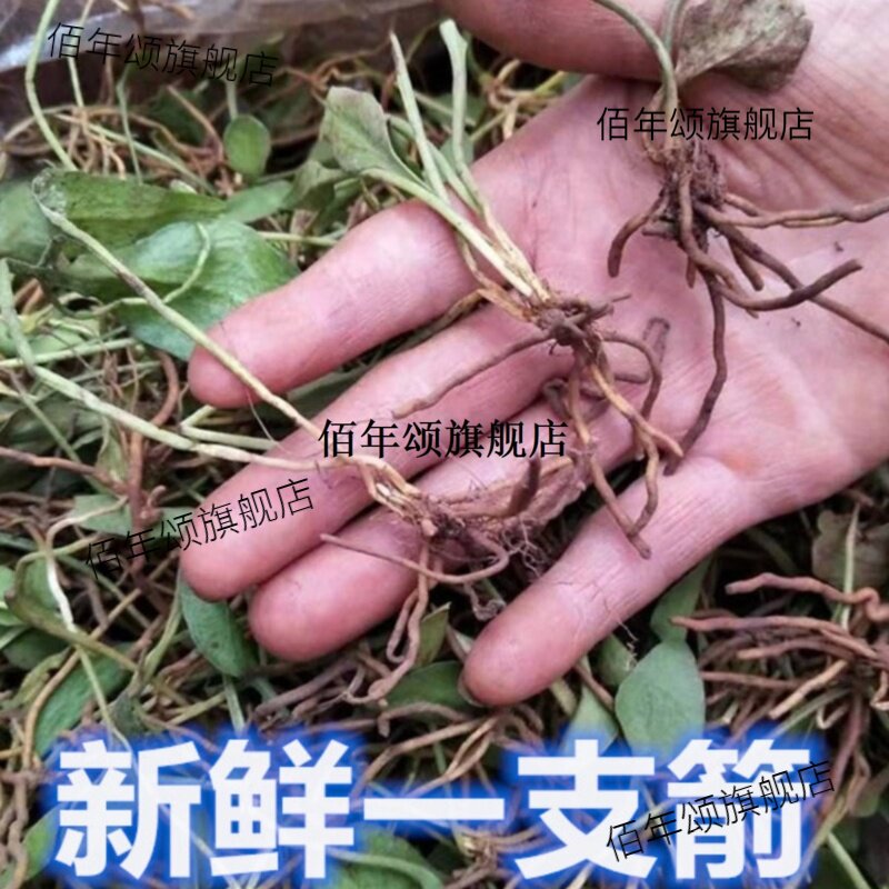 一枝箭新鲜支瓶儿小草蛇舌