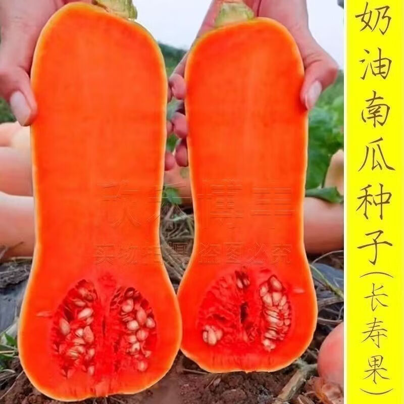 春秋季甜糯香芋蜜南瓜南瓜品种大全正宗奶油南瓜种子一年四季种植