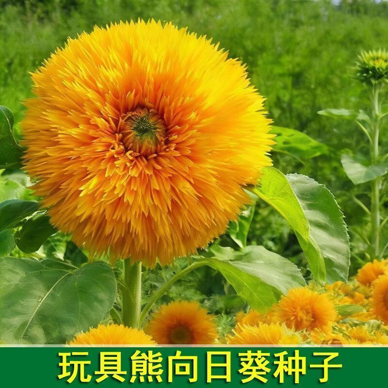 玩具熊向日葵种子四季阳台盆栽庭院葵花太阳花种籽易种植园艺种子