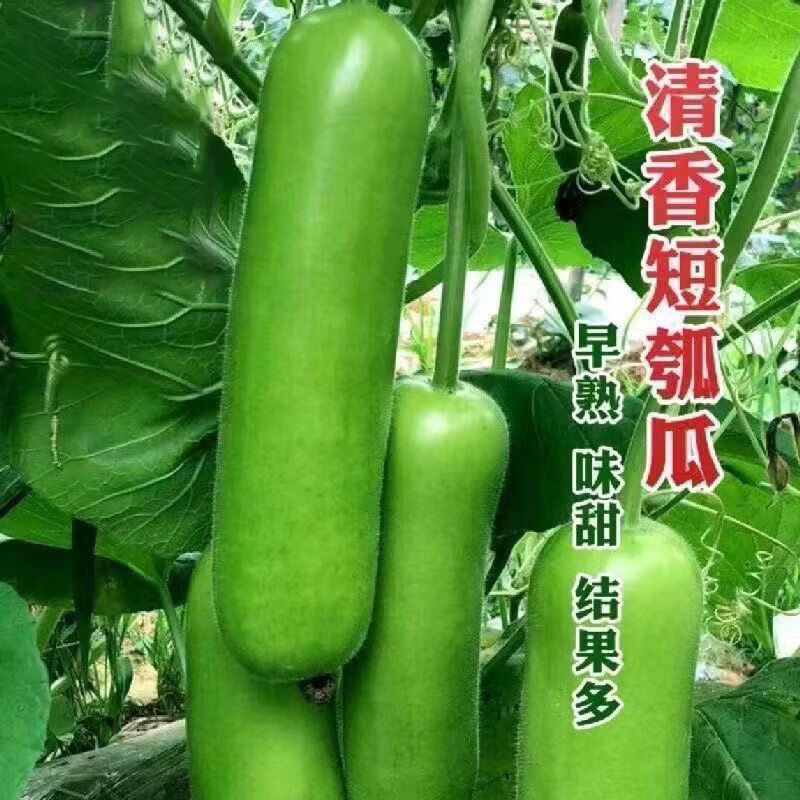 正宗早熟新种瓠瓜种子田园庭院种植葫芦短棒瓠子种春秋季蔬菜种子