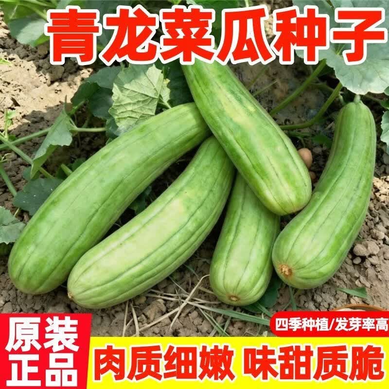 青龙菜瓜种子菜瓜种生吃青皮酥瓜凉拌生吃腌菜春季水果蔬菜种子