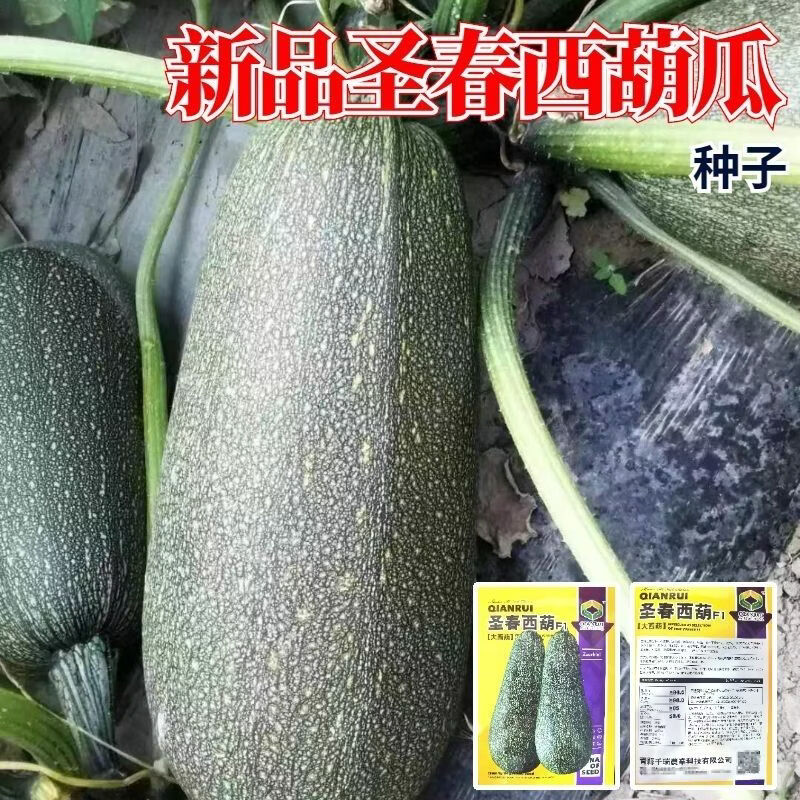 新品圣春西葫芦种子网纹墨绿色皮新品种西葫芦籽露天大棚蔬菜种子