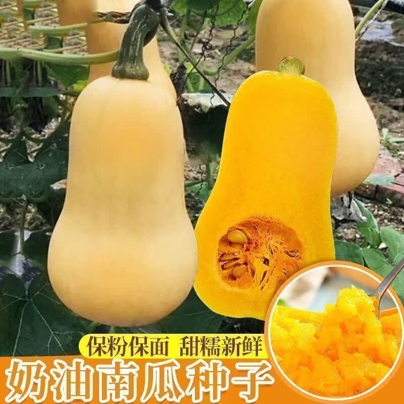 满地爬奶油南瓜种子甜糯超甜高产蜜本南瓜种籽四季播易种蔬菜种子
