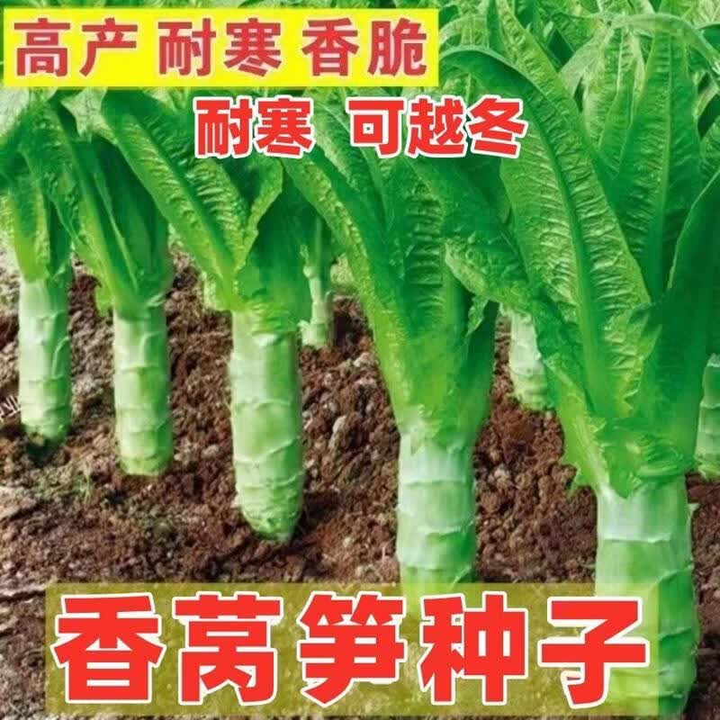 青皮莴笋种子红皮莴笋种子莴苣耐寒尖叶莴笋秋冬季蔬菜种子