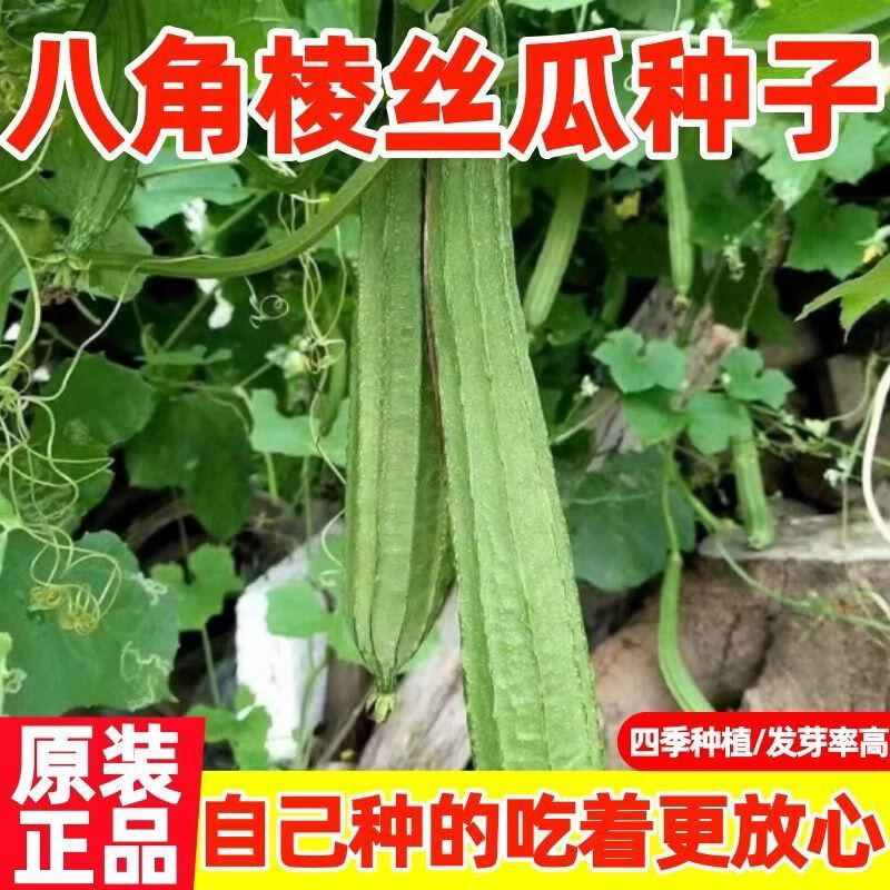 香嫩棱丝瓜种子籽高产耐热八棱八角丝瓜种籽皮薄肉厚蔬菜种子大全